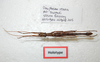 CollectionObject 1580910; 79aa3d21-0f8b-40fd-bfa2-41ed144170f2: copyright FRCS, Sabah. male (holotype). (CollectionObject).