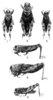 Aucacris eumera Hebard, 1929: Pl. 15, Figs. 1-6. photographs of type specimens: male holoptype (1 and 2), male paratype (3 and 4) and female allotype (5 and 6). (Otu).