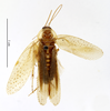 CollectionObject 1587591; MNHN(SF IMPORT DUPLICATE) MNHN-EP-EP1502, 574c82d7-456a-4ca9-af73-27c3a9c4f60b: CC BY-NC-ND 4.0/MNHN - Depraetere Marion - 2014. Type, male, of alluaudi Bolívar, 1895. Specimen number: MNHN-EP-EP1502. http://coldb.mnhn.fr/catalognumber/mnhn/ep/ep1502. (CollectionObject).