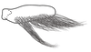 Subgenital plate, ventral view on Coarctana vilavelha Domahovski & Cavichioli, 2023: Male holotype [DZUP]: subgenital plate, ventral view. (Observation).