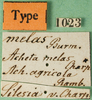 CollectionObject 1500740; 82100a0d-1ab9-46ee-8c59-54c48559aeb2: labels (syntype of Acheta melas). (CollectionObject).