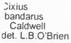 Other on Cixius (Pseudocixius) bandarus (Caldwell, 1950): (Observation).