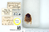 CollectionObject 1575827; ee4edc82-db13-45b5-be80-d579446c0385: Photo Rob de Vos, © Natural History Museum, London. Hemelytroblatta cypria Chopard, 1929. Paratype male, dorsal view. (CollectionObject).