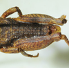 CollectionObject 1498692; 66c7d17b-c0e7-4003-bd27-74045187e68d: male abdomen, dorsal view. (CollectionObject).