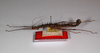 CollectionObject 1559791; 2211baf8-4d2a-449a-9c58-29fe89c91b67: copyright ZMB, Berlin. female, lateral view (paratype). (CollectionObject).;CollectionObject 1559792; 823860e5-75fe-4470-a935-55315762264a: copyright ZMB, Berlin. female, lateral view (paratype). (CollectionObject).