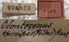 CollectionObject 1505632; 4a28186c-e69c-48d3-a349-4bbc23c22989: labels (holotype). (CollectionObject).