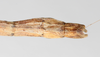 CollectionObject 1560985; NMW 226, 1ec49464-862b-4145-aa17-cef04c0d51bd: copyright NMW, Vienna. male: end of abdomen, dorsal view Perliodes nigrogranulosus (syntype). (CollectionObject).