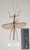 CollectionObject 1562058; NHMUK(SF IMPORT DUPLICATE) 844855, 8de43be0-8c6a-4933-a801-691b8416f954: copyright Natural History Museum, London. male (holotype). (CollectionObject).