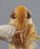 Head: !! display not done !! on Empoasca (Empoasca) loreta Ross, 1959: Head/Face. (Observation).