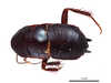 CollectionObject 1863642; 42cf938d-69c4-4534-a401-93119fa51314: (CollectionObject).