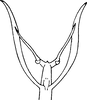 Aedeagus, ventral view on Eurhadina (Eurhadina) betularia Anufriev, 1969: Aedeagus, ventral view. (Observation).