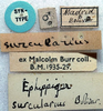 CollectionObject 1520688; c1e6f3f0-4ffa-4662-99f3-435523fb9fab: labels (paralectotype). (CollectionObject).
