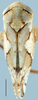 Habitus, dorsal view: !! display not done !! on Norvellina Ball, 1931: Norvellina mildredae, dorsal habitus (NMNH). (Observation).