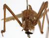 CollectionObject 1529792; 7bad1311-88a8-4859-9d12-96b506800284: male, frontal view (lectotype). (CollectionObject).