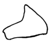 Aleuas uruguayensis Carbonell, 2008: Fig. 33I. epiphallus, lateral view. (Otu).