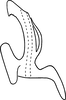 Aedeagus, lateral view on Erythridula jonesi (Hepner, 1976): Aedeagus (holotype), lateral view. (Observation).