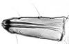 Subgenital plate.: !! display not done !! on Aphis (Aphis) oestlundi Gillette, 1927: alate viviparous female: Rostrum (URS) of A. oestlundi. (Observation).