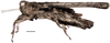 Gorochovitettix kannackiensis Storozhenko & Pushkar, 2015: Fig. 14 (reproduced with permission). male, lateral view. (Otu).