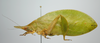 CollectionObject 1542360; INBio INB0003705898, 60874b11-8896-411d-ad4b-7e68eb649ee7: male, entire body, lateral view (specimen from Costa Rica). (CollectionObject).
