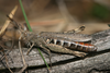 Chorthippus (Glyptobothrus) brunneus brunneus (Thunberg, 1815): female (Germany, Brandenburg, Schorfheide). (Otu).