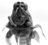 CollectionObject 1506637; 983b312e-5917-443e-a539-f60588f21157: Image Carbonell, C.S. female, frontal view (syntype or lectoallotype). (CollectionObject).