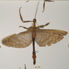 CollectionObject 1558787; 0b960f35-c7d1-4383-a54b-89a33fa6d8ed: copyright OUMNH. male of synonym Extatosoma hopii (holotype). (CollectionObject).