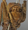 female face (holotype of Tettigonia longealata). Depicts CollectionObject 1539809; ef41b6e2-a6df-478b-80bd-3eb0c35b0235, a CollectionObject.