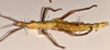 CollectionObject 1559890; 460ce897-92ad-479a-8af5-ca677354b80c: copyright OUMNH. female, lateral view of synonym Diapherodes (Craspedonia) undulata (holotype). (CollectionObject).