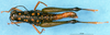 CollectionObject 1505066; 954483f9-48f1-4f17-b830-b52d091b5253, DORSA D017AF01: female, dorsal view (syntype). (CollectionObject).