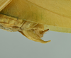 CollectionObject 1581205; 45c598eb-b24d-40e1-93dd-bbbe12cc7519: male terminalia, lateral view (holotype). (CollectionObject).