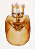 Pygofer, ventral view: !! display not done !! on Isodelphax basivitta (Van Duzee, 1909): (Observation).