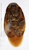 CollectionObject 1587911; MNHN(SF IMPORT DUPLICATE) MNHN-EP-EP846, a7cf2c8f-2b82-4e78-aded-bc30fce11c1c: CC BY-NC-ND 4.0/MNHN - Depraetere Marion - 2014. Holotype, female, of bigeminata Shelford, 1907. Specimen number: MNHN-EP-EP846. http://coldb.mnhn.fr/catalognumber/mnhn/ep/ep846. (CollectionObject).