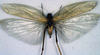CollectionObject 1500496; a03b0826-e356-415f-89d0-429ef36684ed, DORSA BTaraaccHTF: female, dorsal view (holotype of Arantia accrana). (CollectionObject).