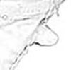 Hind wing.: Seventh marginal tubercle of A. spiraecola. (Observation).
