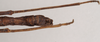 CollectionObject 1560117; NHMUK(SF IMPORT DUPLICATE) 844674, bc189b9a-eccd-4440-88e2-550641654006: copyright Natural History Museum, London. male: end of abdomen, ventral view (holotype). (CollectionObject).