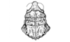 Aucacris bullocki Rehn, 1943: Fig. 21. male, head and pronotum, dorsal view. (Otu).