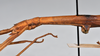 CollectionObject 1561182; ca722f59-5ae0-4d4f-8225-88a048e4085c: copyright NTUC. female: head and thorax, lateral view (syntype). (CollectionObject).;CollectionObject 1561183; 82a3663e-d3c8-40f6-994b-015a810d7a76: copyright NTUC. female: head and thorax, lateral view (syntype). (CollectionObject).