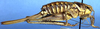 Idiostatus inermoides Rentz, 1973: female, lateral view (paratype). (Otu).