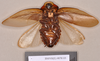 CollectionObject 1552985; 9157f4b1-4217-414c-b878-94c14f0eb0f8: Copyright Natural History Museum, London. Holotype (adult male) in BM(NH). Ventral view. (CollectionObject).