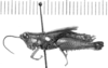 CollectionObject 1524880; 0b18d1c4-9a8c-4b4e-ba55-0ebe917bd088: female, lateral view (holotype). (CollectionObject).