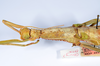 CollectionObject 1558334; 3dffb3fa-b8d8-4ef0-bd2b-8b9e1a206d72: copyright ANSP. female: end of abdomen, dorsal view (holotype). (CollectionObject).