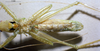 CollectionObject 1537883; 0fb603f1-9bad-4e48-b4cc-e81021eb52a1: male, ventral view (paratype). (CollectionObject).