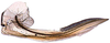 Ovipositor: !! display not done !! on Eutettix Van Duzee, 1892: Eutettix pictus, 1st valvula. (Observation).