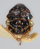 Head: !! display not done !! on Amblyophallus marginatus (Funkhouser, 1940): (Observation).