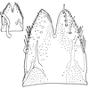 Subgenital plate, ventral view on Daluana ramlyi (Dworakowska, 1984): Subgenital plate. (Observation).