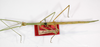 CollectionObject 1559318; 5318f452-c1cc-4d8b-ba89-4d4568f43735: copyright MNCH, Madrid. female (paralectotype). (CollectionObject).;CollectionObject 1559319; 4145f06e-6e37-4c0b-96c4-3380581d5a02: copyright MNCH, Madrid. female (paralectotype). (CollectionObject).
