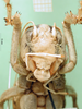 CollectionObject 1500724; 7da4fbbd-b8ea-4998-8bfd-965977538d90: female, frontal view (holotype). (CollectionObject).