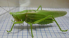 male, lateral view. Depicts Parvarhynchus japonicus (Shiraki, 1930), an Otu.