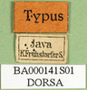 CollectionObject 1501242; 50e9de5e-45f2-47ee-bebe-fe070cd25e32, DORSA BA000141S01: labels (holotype). (CollectionObject).