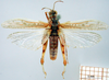 CollectionObject 1530826; 3e2b3bd5-6aec-48b4-894f-15468cab6fc5: male, dorsal view (syntype). (CollectionObject).